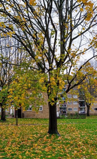 A city park with a large deciduous tree at the center, its branches sprawling outward and covered in autumn-colored leaves. The ground beneath the tree is blanketed with a thick layer of fallen yellow